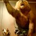 August von Spiess Museum of Hunting, Romania