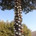 Coffee Mug Tree, Catawba Valley Drive, west of Roanoke, Virginia