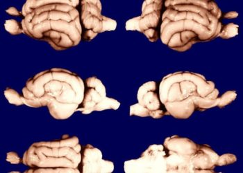 Comparative Mammalian Brain Museum