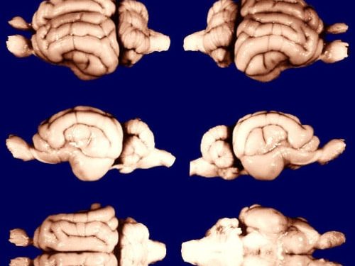 Comparative Mammalian Brain Museum