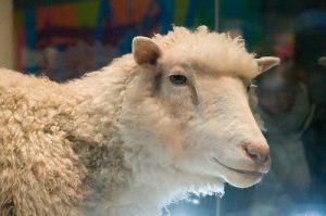 Dolly the Sheep - Edinburgh Museum, Scotland - This Belongs in a Museum