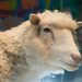 Dolly the Sheep – Edinburgh Museum, Scotland
