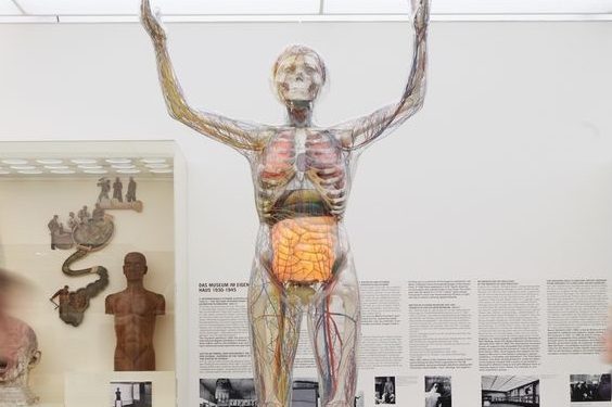 Dresden’s Deutsche Hygiene-Museum – Gläserne Mensch (Glass Man)