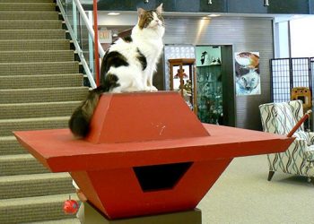 Feline Historical Museum in Alliance, Ohio