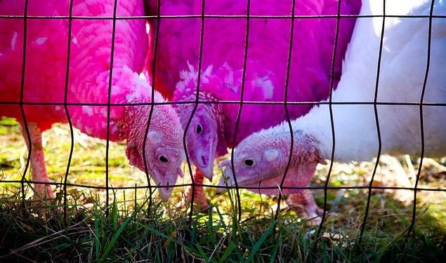Gozzi’s Turkey Farm in Guilford, Connecticut