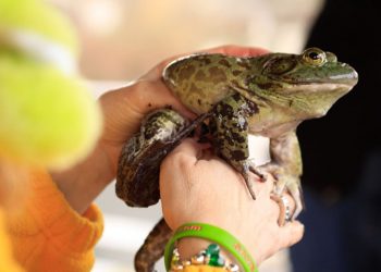 Groundfrog Day, Washington
