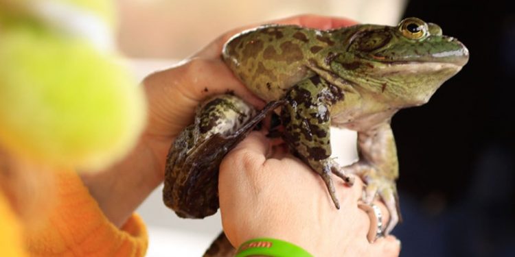 Groundfrog Day, Washington