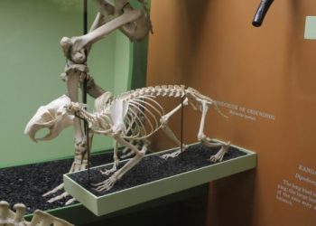 Groundhog Skeleton, Smithsonian Museum of Natural History