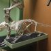 Groundhog Skeleton, Smithsonian Museum of Natural History