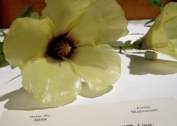 Harvard University’s Museum of Natural History – Flowers collection