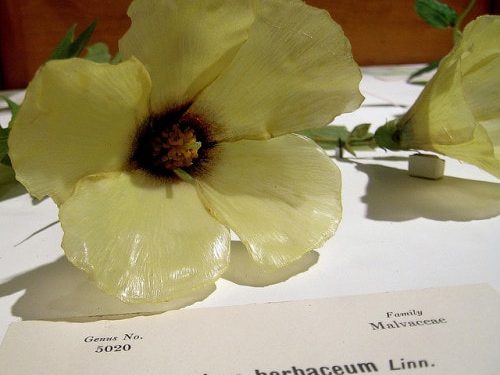 Harvard University’s Museum of Natural History – Flowers collection