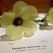 Harvard University’s Museum of Natural History – Flowers collection