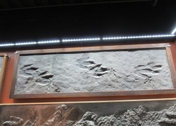 Hitchcock Ichnology Collection, Massachusetts