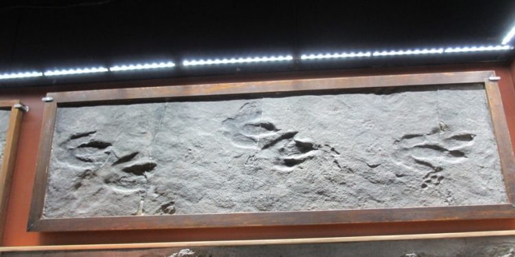 Hitchcock Ichnology Collection, Massachusetts