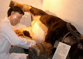 Hong Kong Museum of Medical Sciences