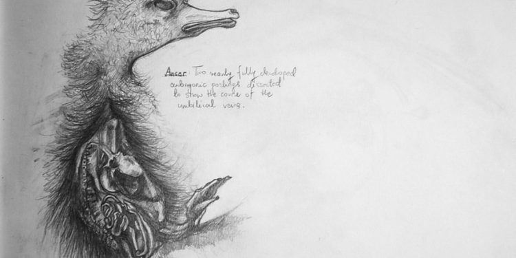 Hunterian Museum in London