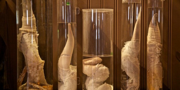 Icelandic Phallological Museum, Reykjavík