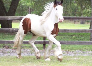 Kentucky Horse Park