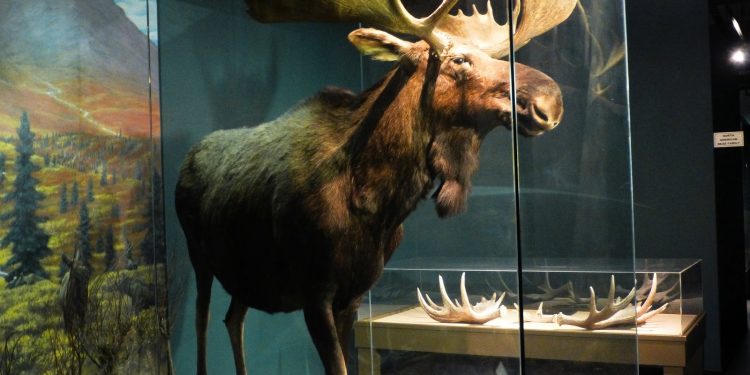 Mann Wildlife Learning Museum and Montgomery Zoo