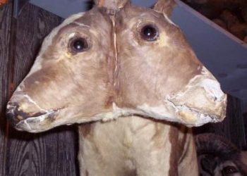 Marsh’s Free Museum in Long Beach