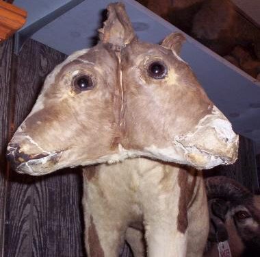 Marsh’s Free Museum in Long Beach