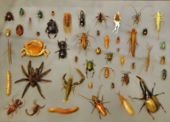 Milwaukee Public Museum