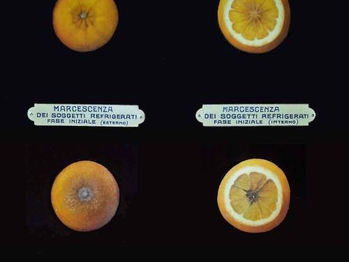 Museo della Frutta in Turin, Italy