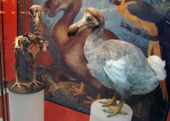 Museum of Natural History, Oxford, England