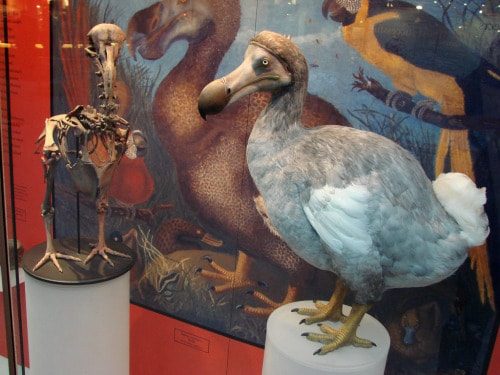 Museum of Natural History, Oxford, England