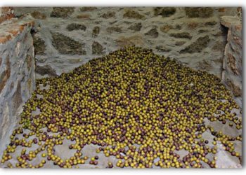 Museum of the Olive and Greek Olive Oil in Sparta, Greece