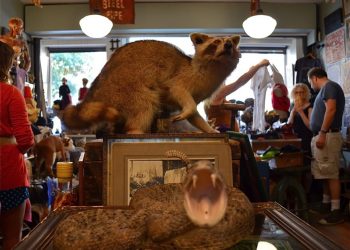 Obscura Antiques & Oddities in New York City’s East Village
