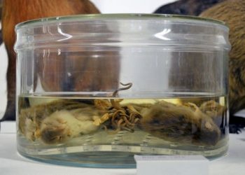 Rat King “specimens” is kept by the Mauritianum Museum, Altenburg, Germany
