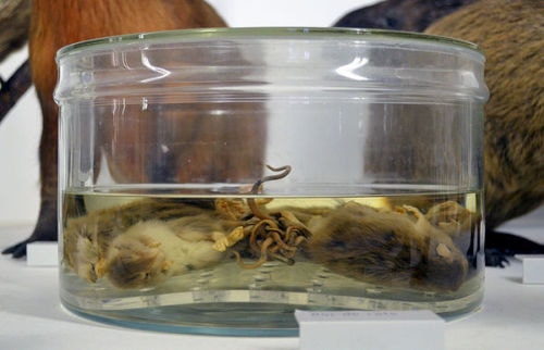 Rat King “specimens” is kept by the Mauritianum Museum, Altenburg ...