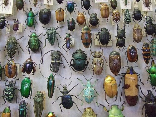 The Beetle Collection at Oxford University’s Museum Of Natural History ...