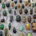 The Beetle Collection at Oxford University’s Museum Of Natural History