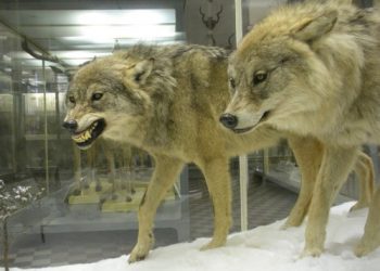 The Museum of the Zoological Institute in St. Petersburg, Russia
