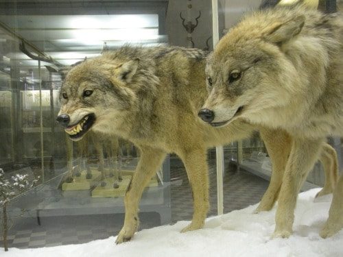 The Museum of the Zoological Institute in St. Petersburg, Russia - This ...