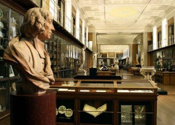 What, exactly, does a museologist do?