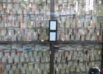 World’s Largest Potato Masher Collection – Idaho Potato Museum