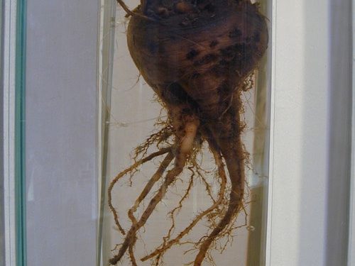 Zucker-Museum, Berlin, Germany